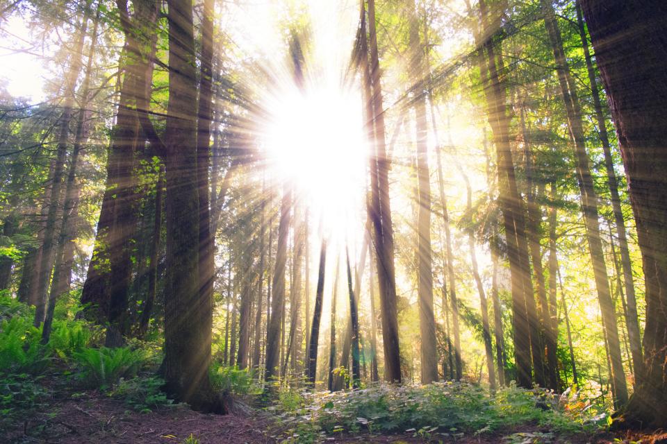 Sunlight streaming through a peaceful forest, bright and inviting