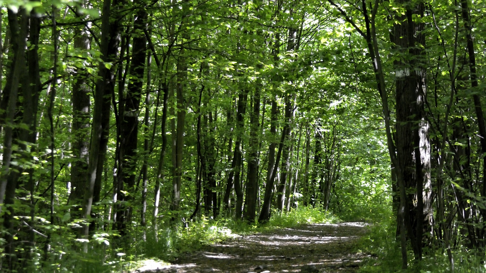 A quiet dirt path winding through a bright green forest