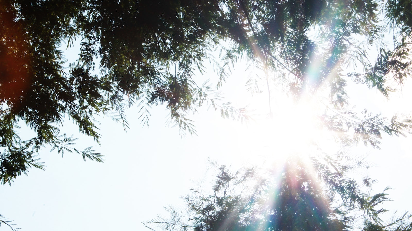 Sunlight streaming through the branches of a tall evergreen